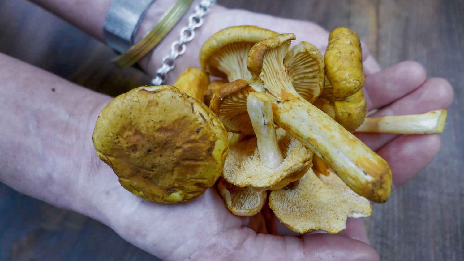 Chanterelle Mushroom PNW, 6oz