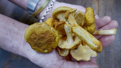Chanterelle Mushroom PNW, 6oz