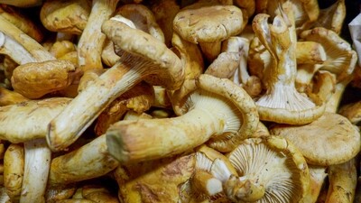 Chanterelle Mushroom PNW, 6oz