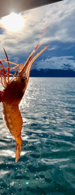 Spot Prawn (Head-On), Canadian (U20)-2.2# FZ