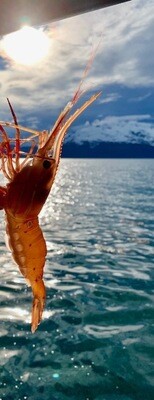 Spot Prawn (Head-On), Canadian (U20)-2.2# FZ