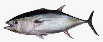 Ahi Tuna, Sushi Grade-1#