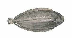 Pacific Dover Sole Fillet -1#
