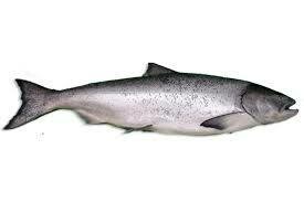 King Salmon Fillet, AK- 1#