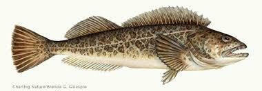 Lingcod