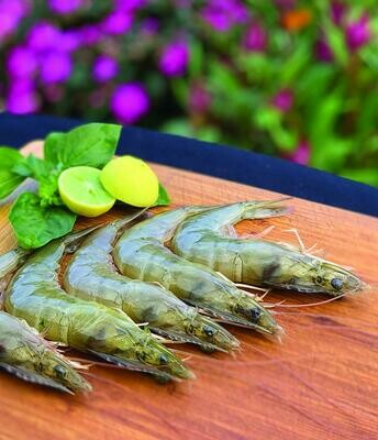 Shrimp Kauai (Head On U8/U12)-FZ-1#