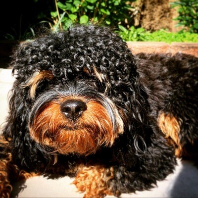 BE(a) B(e)ARE Light Dog Food-16oz