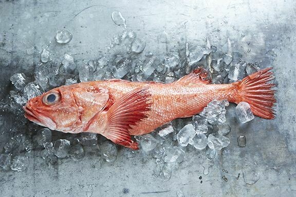 Red Rockfish Fillet -1#