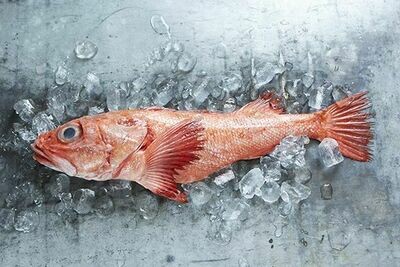 Red Rockfish Fillet (Frozen) -1#