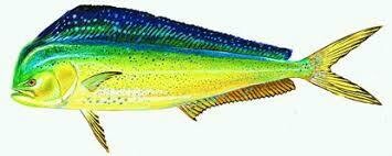 Mahi Mahi-1#
