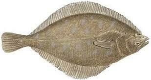 Petrale Sole -1#