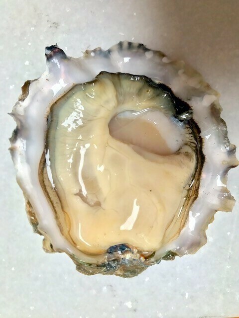 Wildcat Cove Oyster, Hama Hama-1Dz