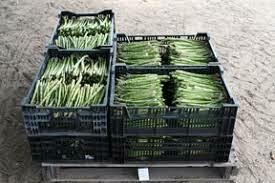 Asparagus, Al's Local Farm-1#