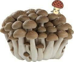 Shimeji Mushroom (Brown)-3.5oz