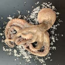 Octopus, Spain- Whole 3.5#avg