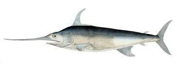 Swordfish Loin-1#