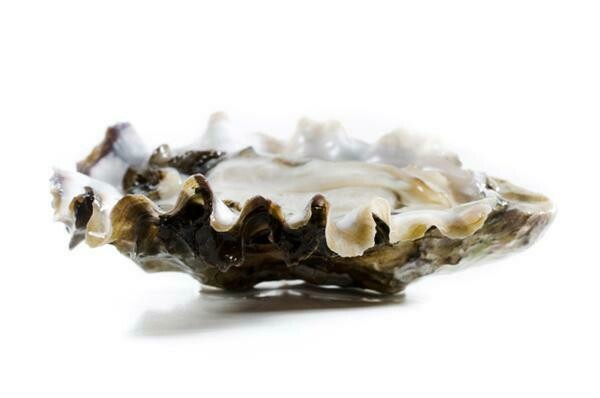 Hama Hama Oysters-1Dz