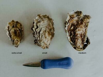 Hama Hama Oysters-1Dz