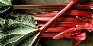 Rhubarb, PNW-1#