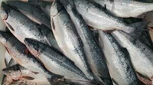 Copper River Sockeye Salmon Fillet, AK- 1#