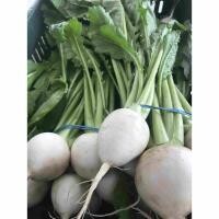 Hakurei Turnip, Hayshaker- 1 bunch