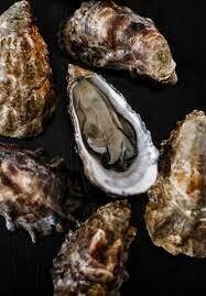 Disco Hama Oyster-1Dz