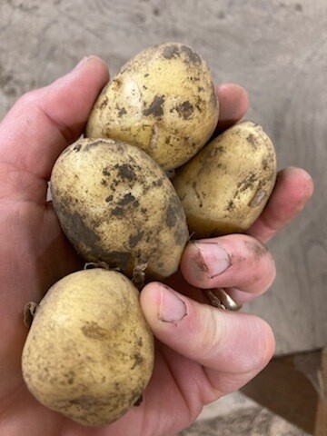 Yukon Gold Potatoes (Organic), WA-2#