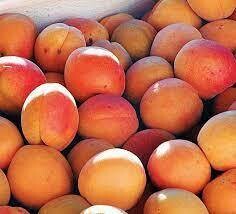 Apricots (Roboda), Rowley's-1#