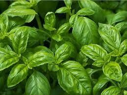 Basil Cream Sauce, FS-6oz