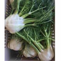 Fennel Bulb, WTF-1e