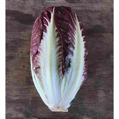 Radicchio Treviso, Hayshaker-1e