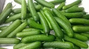 Persian Cucumber, Hayshaker-1#