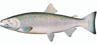 Coho Salmon, AK-1#