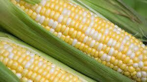 Bi- Color Sweet Corn (CA)- 4e