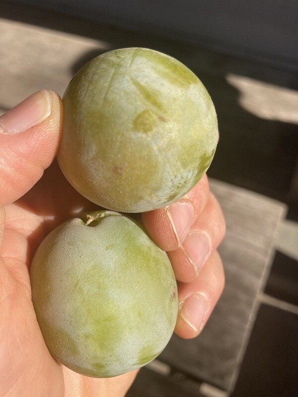 Mixed Plums (Green Gage &amp; French) Plums, Welcome Table Farms-2#