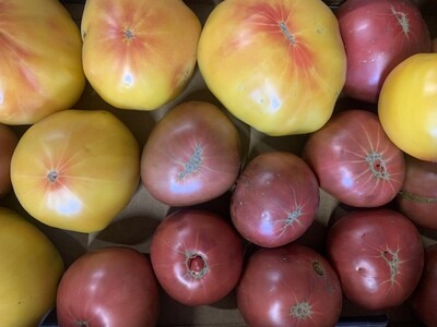 Rainbow Slicer Tomatoes (Large), Hayshaker-1.5#