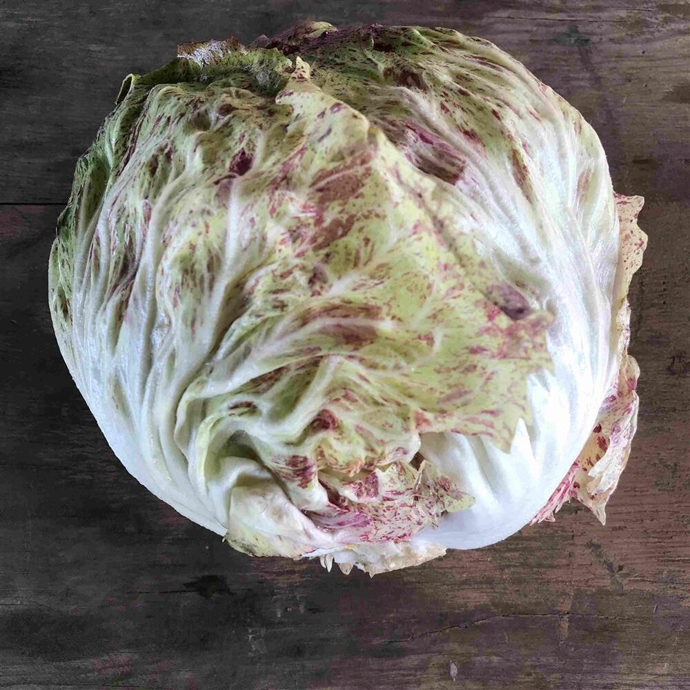 Radicchio Lusia, Hayshaker-1e