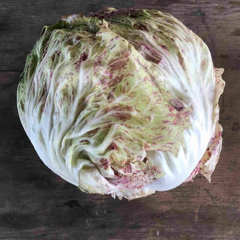 Radicchio Lusia, Hayshaker-1e