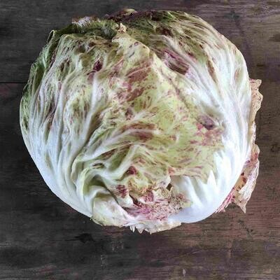 Radicchio Lusia, Hayshaker-1e