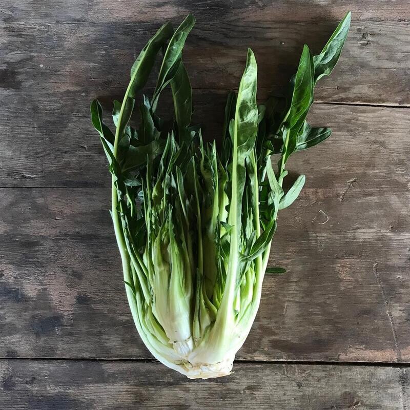 Puntarelle, Hayshaker-1e