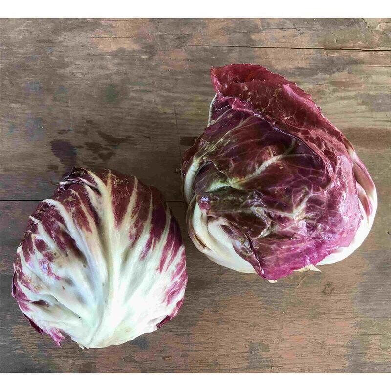 Radicchio Palla Rossa, Hayshaker-1e