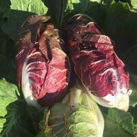 Radicchio Verona, Hayshaker-1e