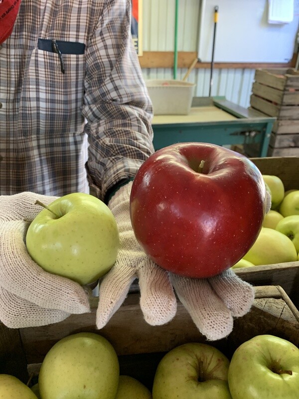 Pink Lady Apples, Edward&#39;s Farm (avg 1.5#)-3e