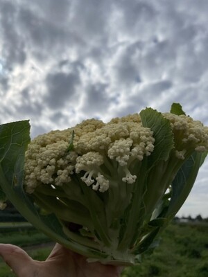Fioretto Cauliflower, Hayshaker-1 head (large)