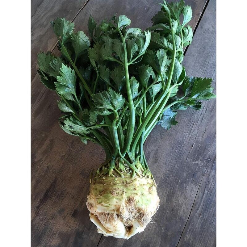 Celeriac, Hayshaker-1e
