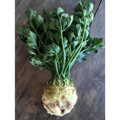 Celeriac, Hayshaker-1e