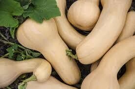 Butternut Squash, WTF-1e