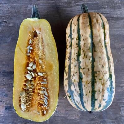 Delicata Squash, WTF-1e