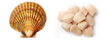 Weathervane Scallops, AK-1.25#