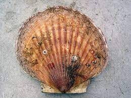 Weathervane Scallops, AK-1.25#